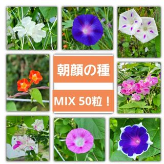 【50粒以上！】朝顔の種 ミックス(その他)