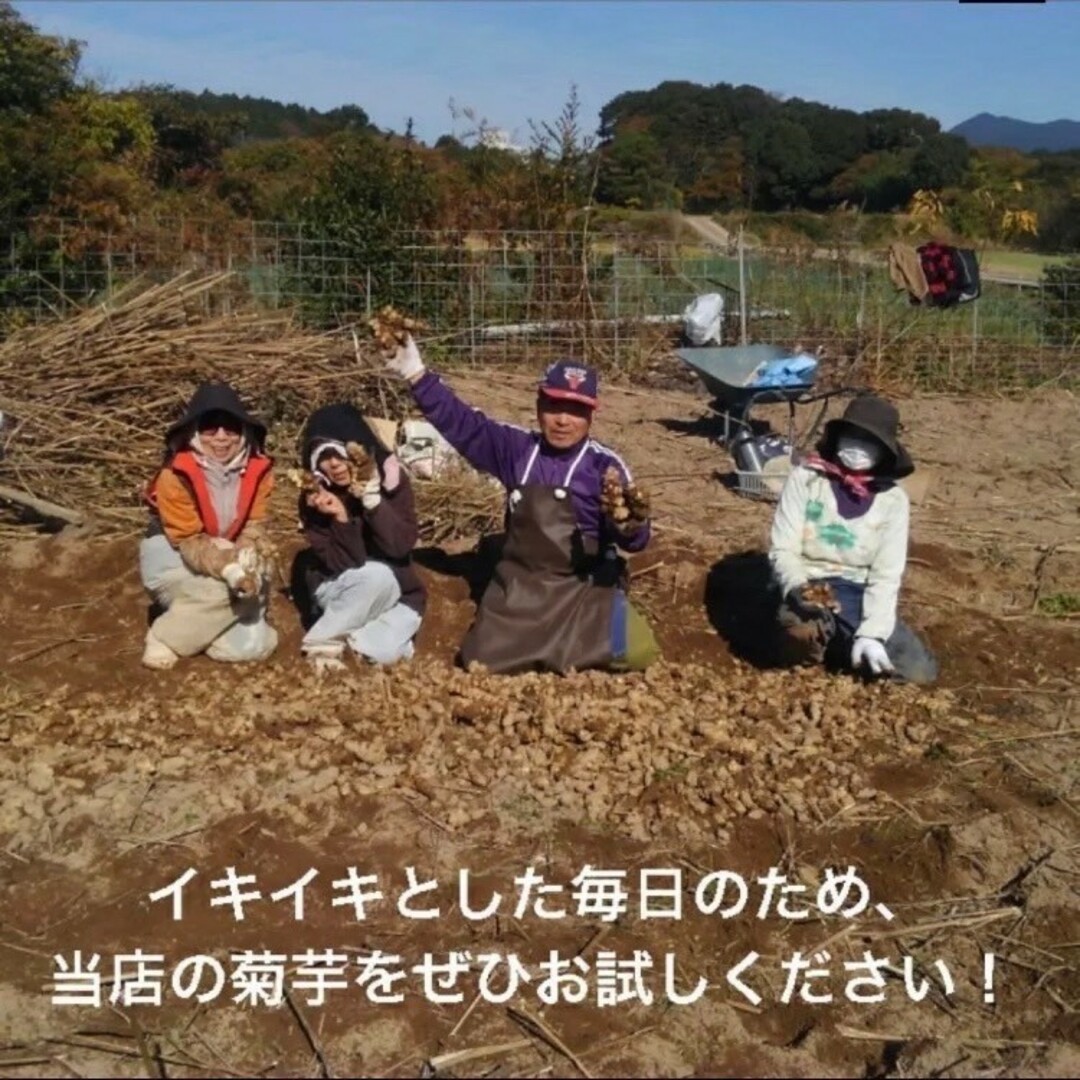 菊芋(きくいも)パウダー 500g  (100g×5袋) 長崎県産 食品/飲料/酒の食品(野菜)の商品写真