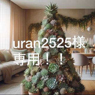 uran2525様 専用ページ！多肉お好みバイキング♡15苗(その他)