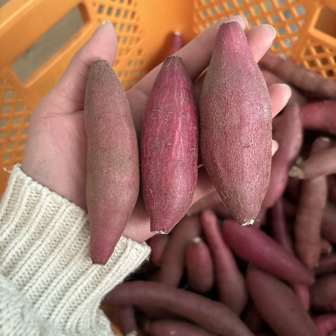 千葉県産紅はるか！3kg！ 食品/飲料/酒の食品(野菜)の商品写真