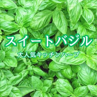 【ハーブの種】スイートバジル 野菜の種子 300粒以上！キッチンハーブ(プランター)