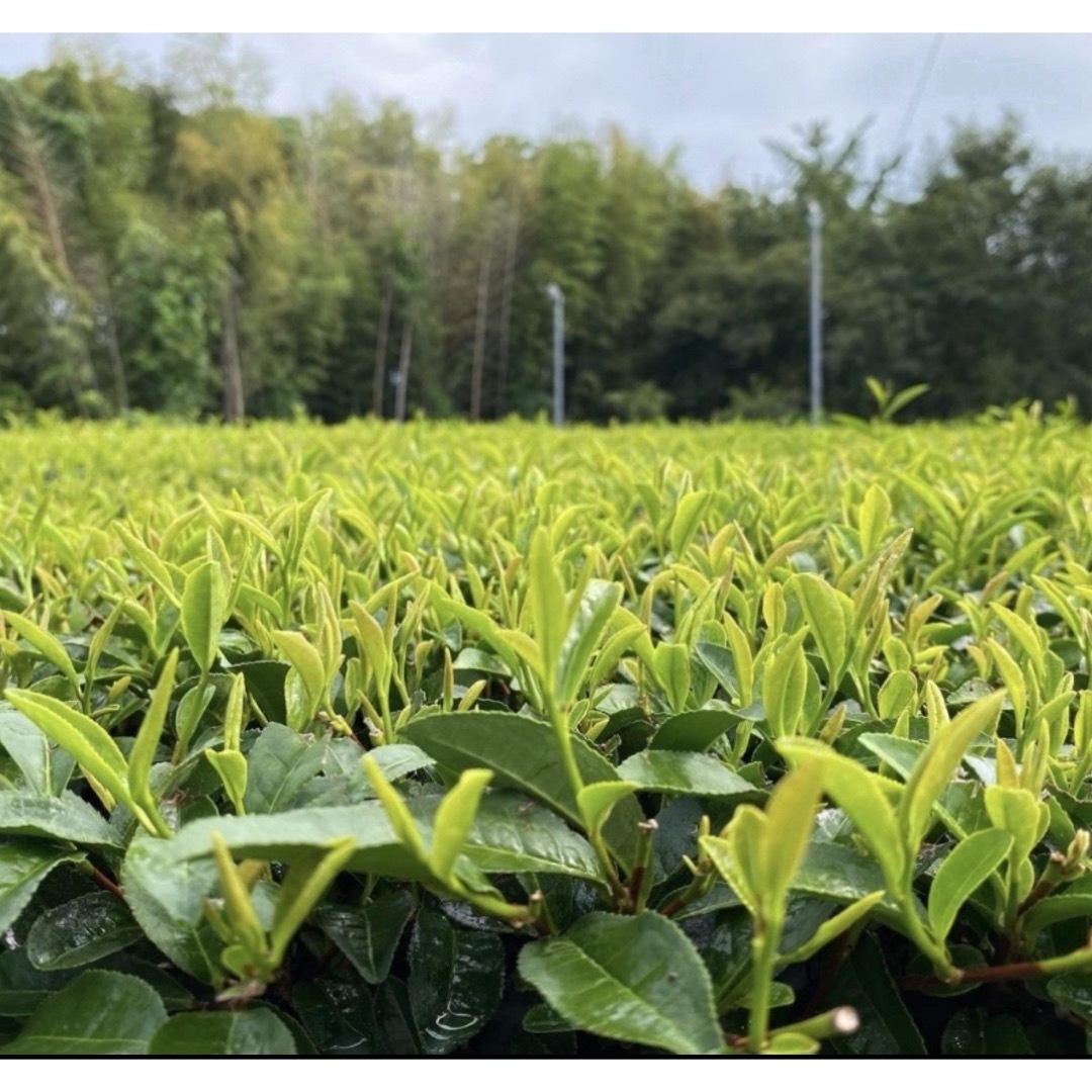 【即日発送】八女茶 お茶 緑茶 茶葉 高級煎茶 茎茶 白折【匿名配送】 食品/飲料/酒の飲料(茶)の商品写真