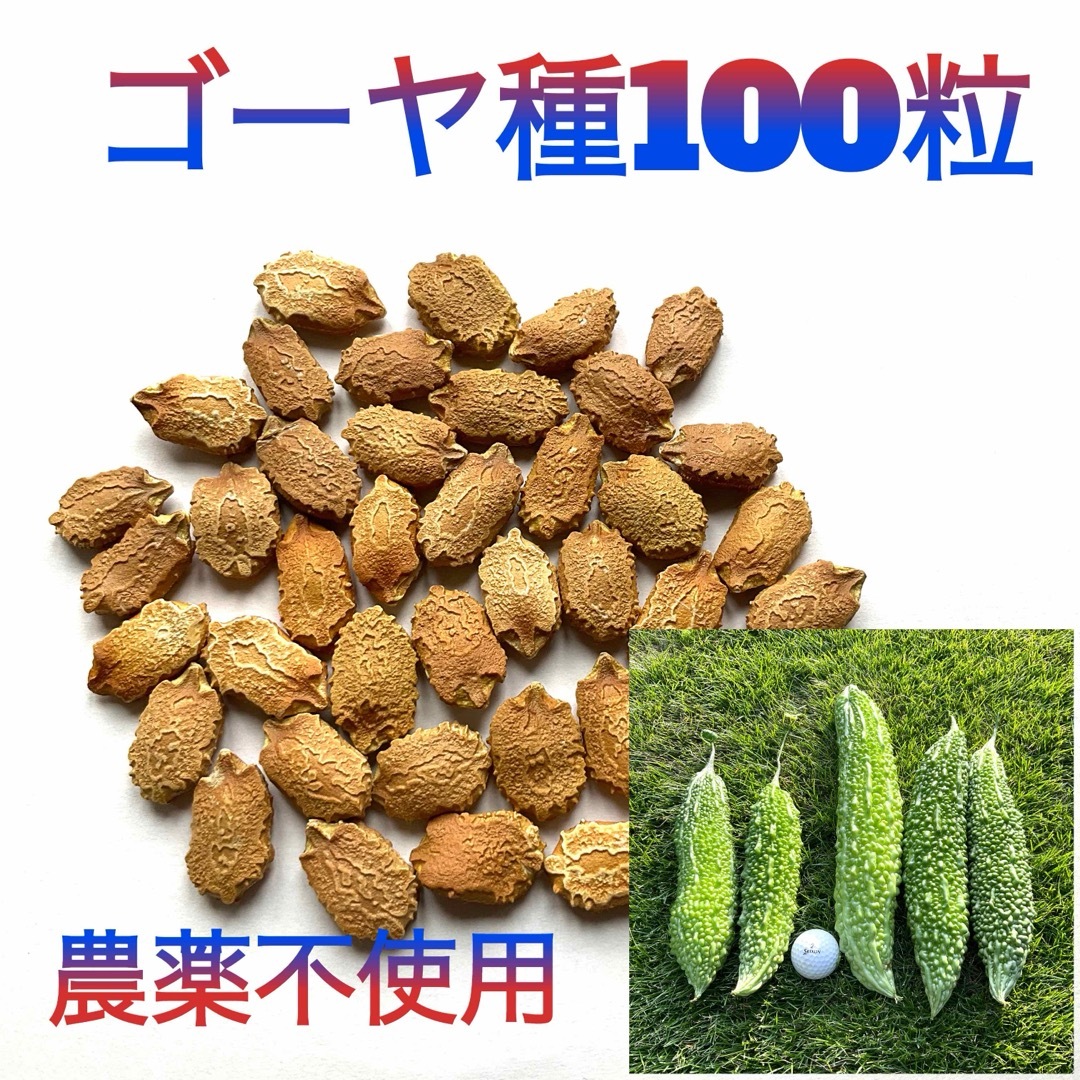 【お得！】ゴーヤの種　厳選100粒 食品/飲料/酒の食品(野菜)の商品写真