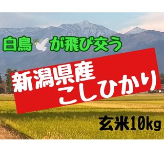 農家直送  新潟県産コシヒカリ玄米5㎏(令和5年産)(米/穀物)