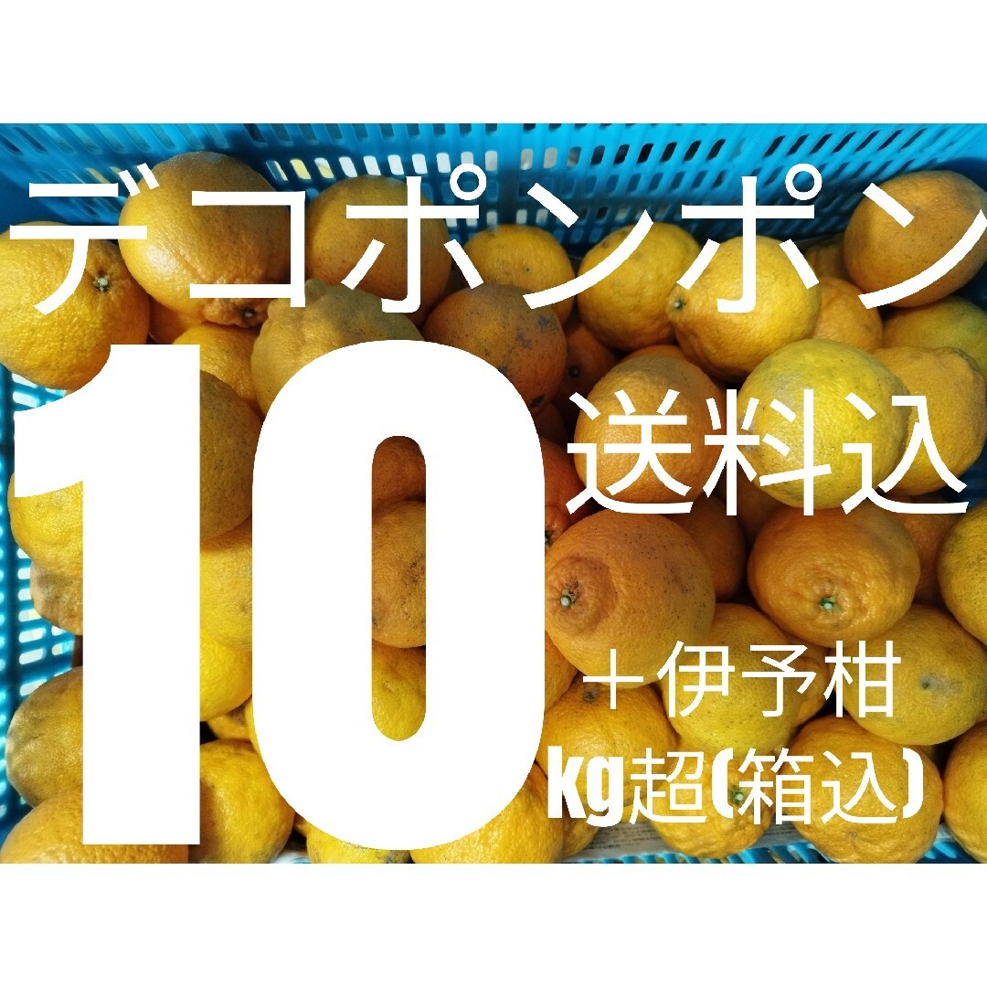 送料込み！不知火 10kg大きさMIX訳有伊予柑少々 食品/飲料/酒の食品(フルーツ)の商品写真