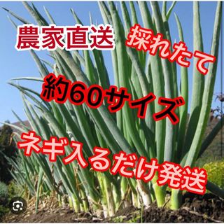 うまい農家直送採れたてネギ約60サイズダンボールに入るだけ発送　期間限定値下げ！(野菜)