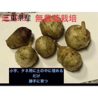 三重県産、無消毒、話題のスーパー野菜  　　　菊芋　　種芋　6個(野菜)