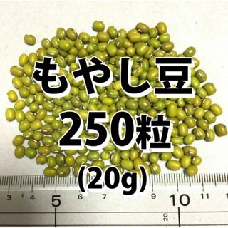 【250粒以上】もやし　緑豆　種 タネ　たね　20g　自由研究(野菜)