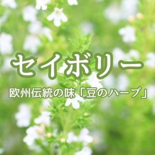 【ハーブの種】セイボリー☆サボリー 種子 100粒以上！キッチンハーブ(プランター)