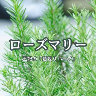 【ハーブの種】ローズマリー 花の種子 約30粒！宿根草 防虫 キッチンハーブ(プランター)