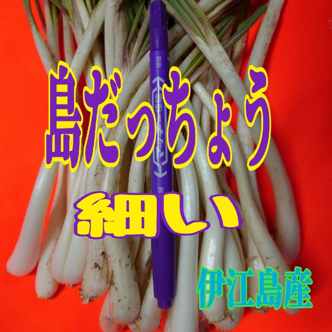 伊江島産　細い　島らっきょう　1000g 食品/飲料/酒の食品(野菜)の商品写真