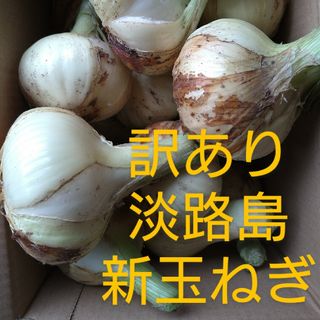 週末価格　訳あり淡路島たまねぎ　3kg(野菜)