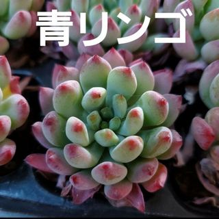 青リンゴ 1つ 根付き 多肉植物(その他)