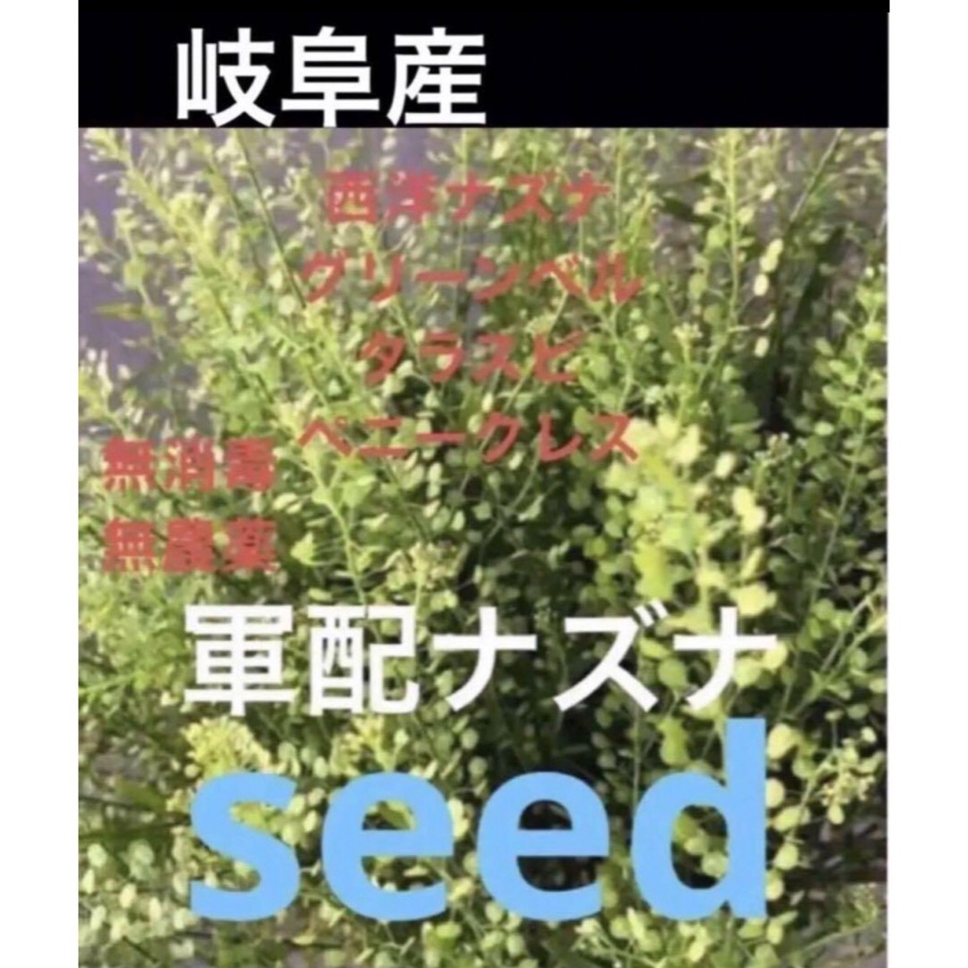 天然グリーンベルの種100粒タラスピ ★ペニークレス ★西洋ナズナ ★軍配ナズナ ハンドメイドのフラワー/ガーデン(プランター)の商品写真