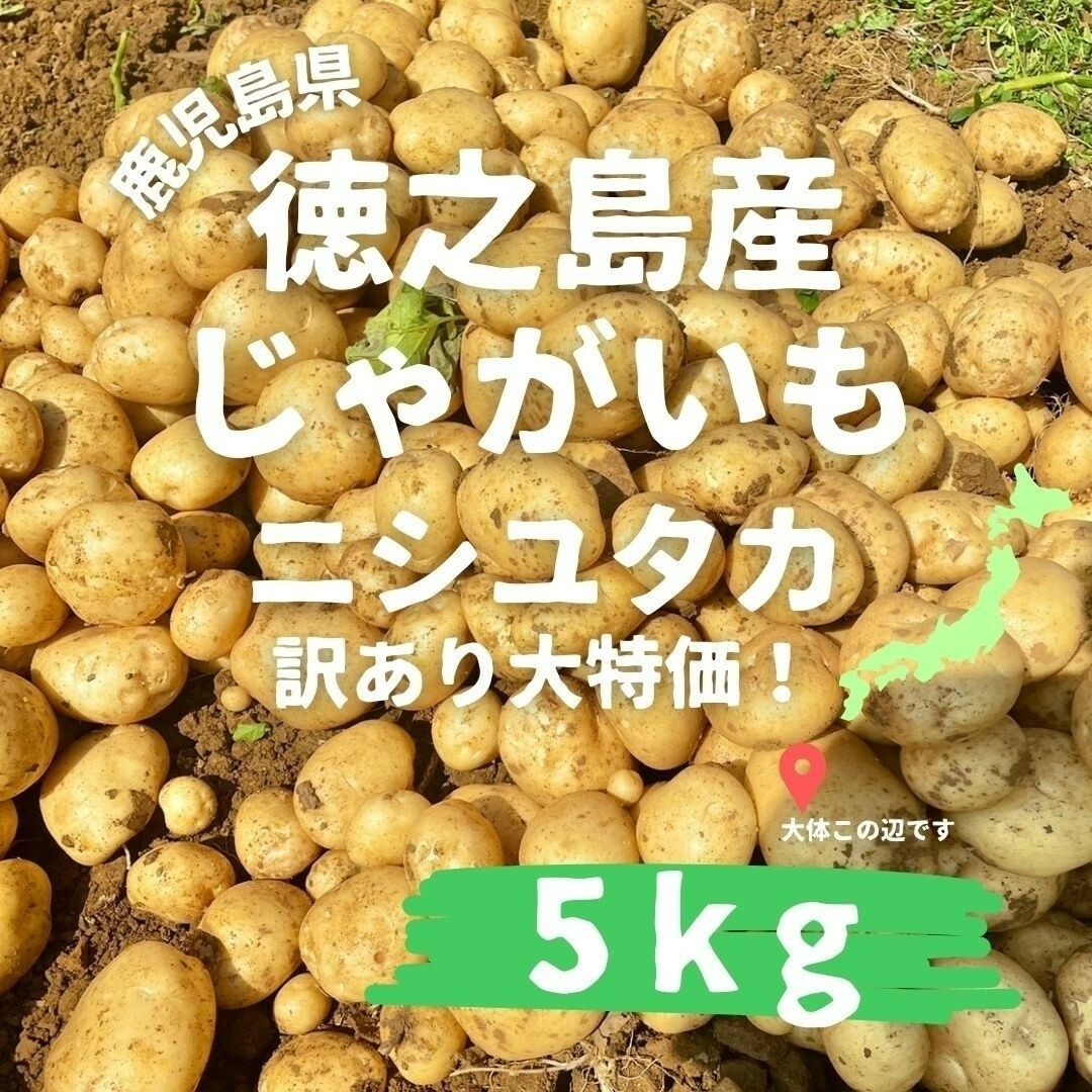 産地直送！　徳之島産　じゃがいも　新じゃが　新赤土ばれいしょ　訳アリ　5kg 食品/飲料/酒の食品(野菜)の商品写真