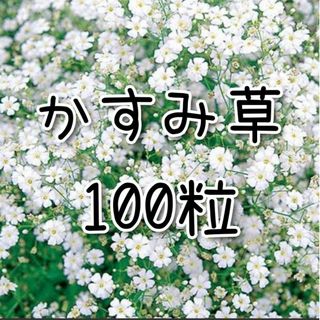 【かすみ草のタネ】100粒 種子 種 コベントガーデン 花 切り花にも(その他)