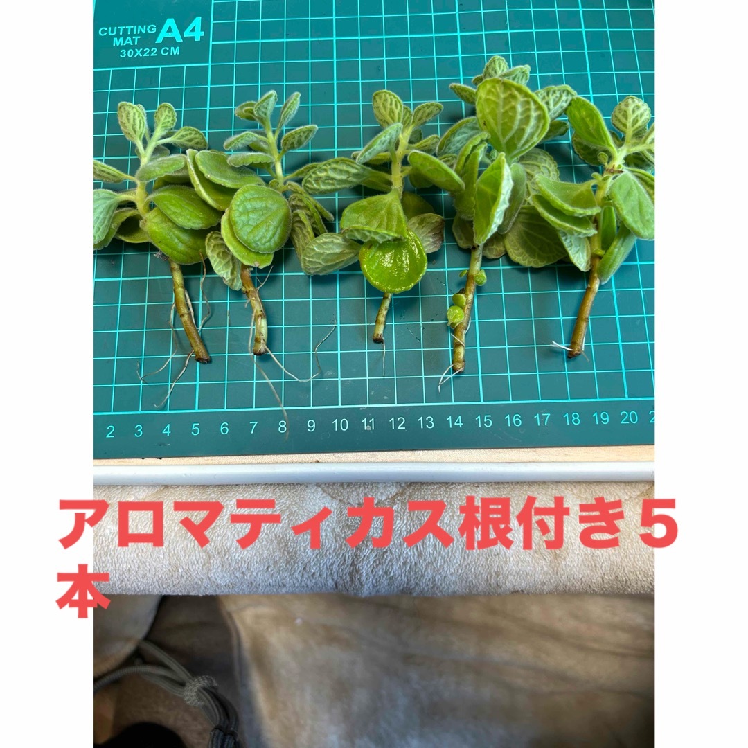 多肉植物　アロマティカス根付き５本 ハンドメイドのフラワー/ガーデン(その他)の商品写真