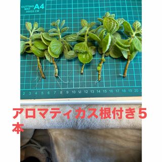 多肉植物　アロマティカス根付き５本(その他)