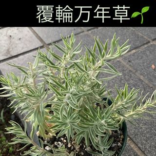 覆輪万年草　笹姫　セダム属の多肉植物　5カット(その他)