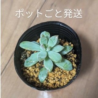 多肉植物　秋麗　ポットごと発送(その他)