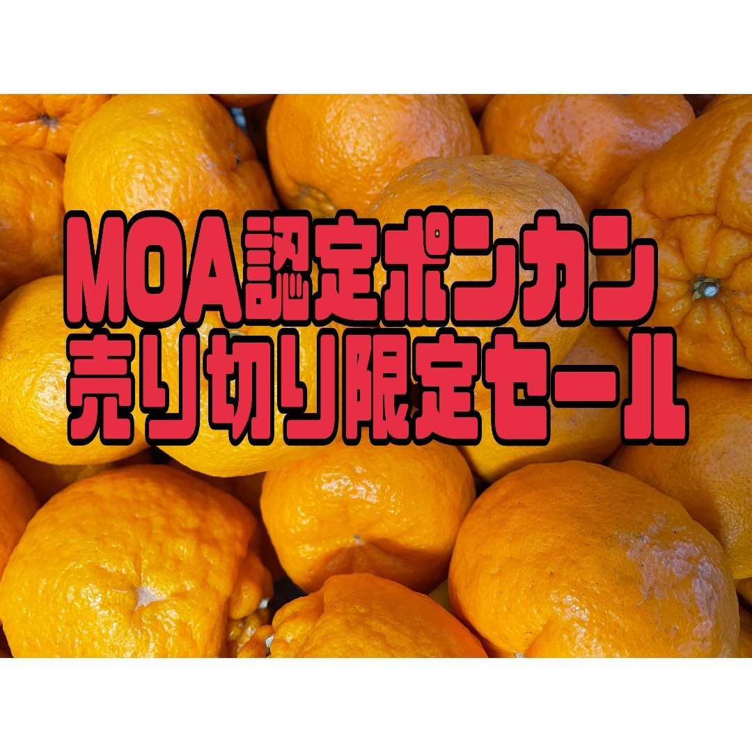 MOAポンカン 食品/飲料/酒の食品(フルーツ)の商品写真