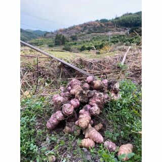 【期間限定】高知県南国市産 紫キクイモ（フランス菊芋）（農薬・肥料不使用）(野菜)