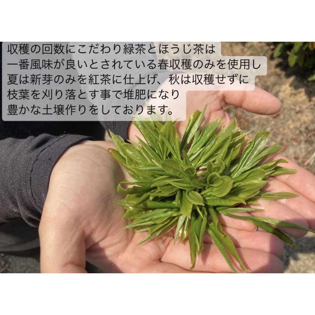 ＊無農薬お茶＊春番茶　化学肥料・除草剤・畜産堆肥不使用　2023年産 食品/飲料/酒の飲料(茶)の商品写真