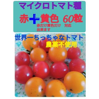 マイクロトマト種　赤➕黄色　どちらかの色だけでも大丈夫です(野菜)