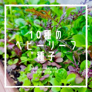 №10【野菜の種】10種の野菜　ベビーリーフ　サラダセット　固定種　種子セット(野菜)