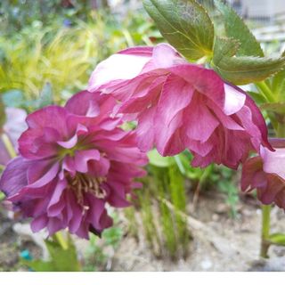 スリット鉢】プレステラ90白20個・105白10個 他 多肉植物 プラ鉢の通販