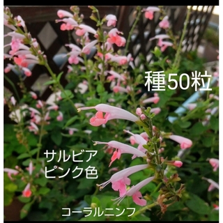 サルビア ピンク色 コーラルニンフ  種50粒(その他)