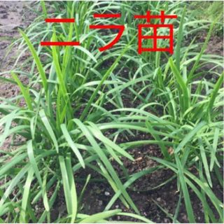 ★ニラ苗★家庭菜園❤️ベランダ菜園★健康野菜★無農薬★生活応援♪(野菜)