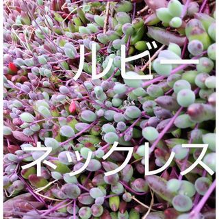 多肉植物ルビーネックレス カット苗(その他)