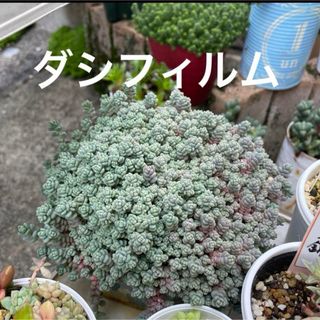 多肉植物　ダシフィルム　抜き苗　1ポット(その他)