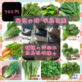 野菜の種 葉野菜セット ベビーリーフ 春菊  家庭菜園 おまとめ割引あり 種子(プランター)