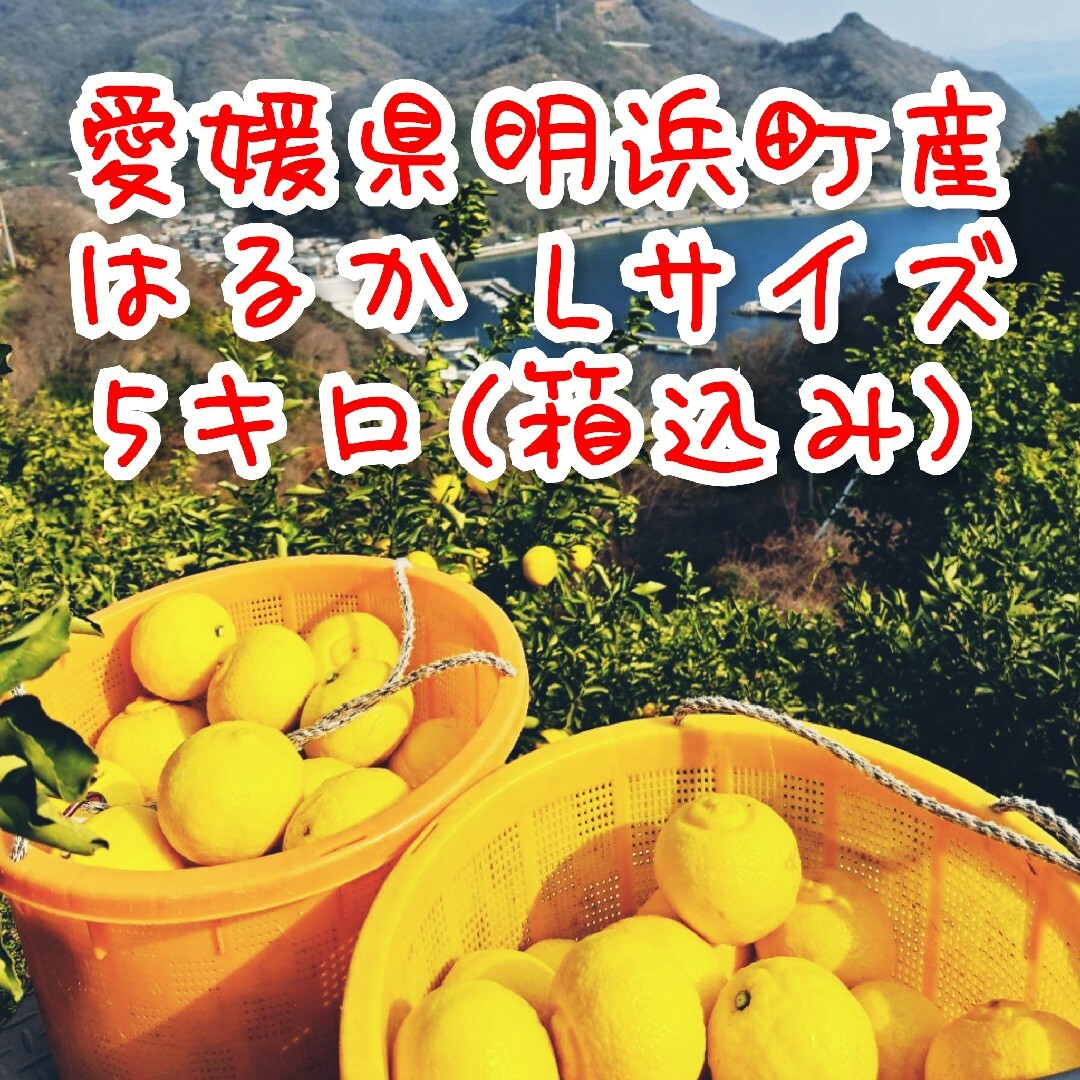 【愛媛県明浜町産】はるか Lサイズ 5キロ(箱込み) 食品/飲料/酒の食品(フルーツ)の商品写真