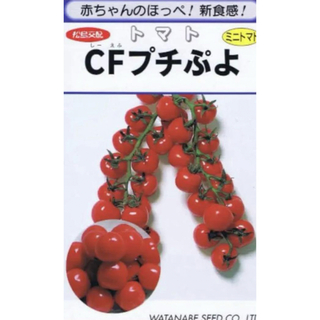 ぷちぷよ　ミニトマト　種　小分け売り　20粒(野菜)