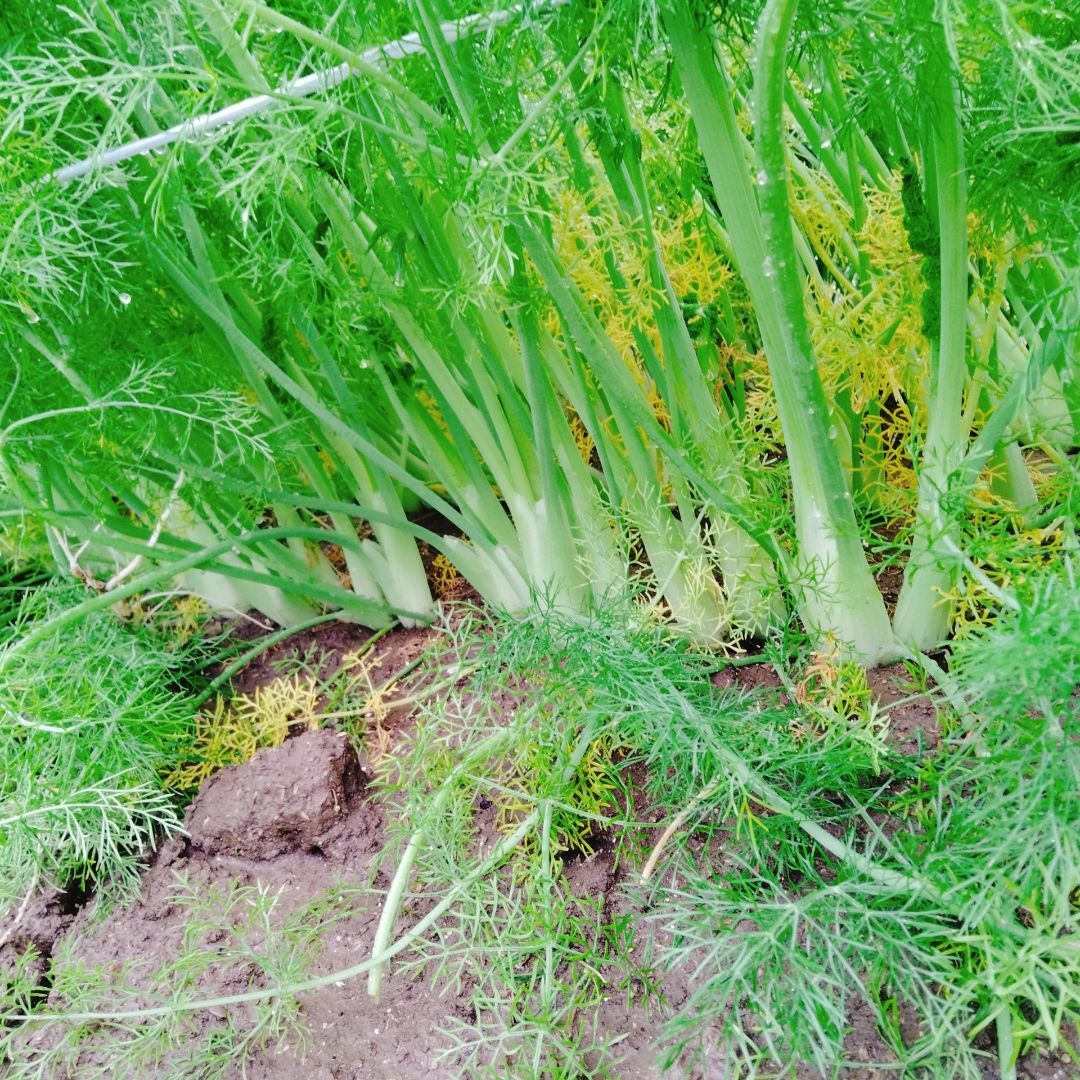 【種】フェンネル　無農薬　50粒 食品/飲料/酒の食品(野菜)の商品写真