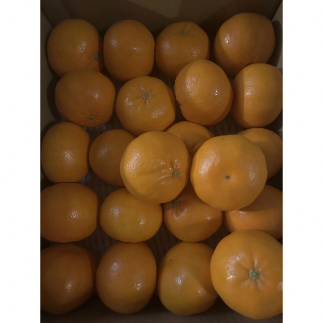 ◎ にじゅうまる 約5kg L 高級柑橘 みかん 食品/飲料/酒の食品(フルーツ)の商品写真