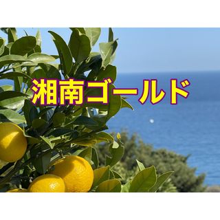 湘南ゴールド　箱込み1､6kg    無農薬　小田原・江の浦産(フルーツ)