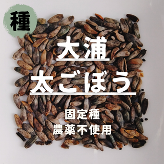 【種】大浦太ごぼう　無農薬　100粒(野菜)