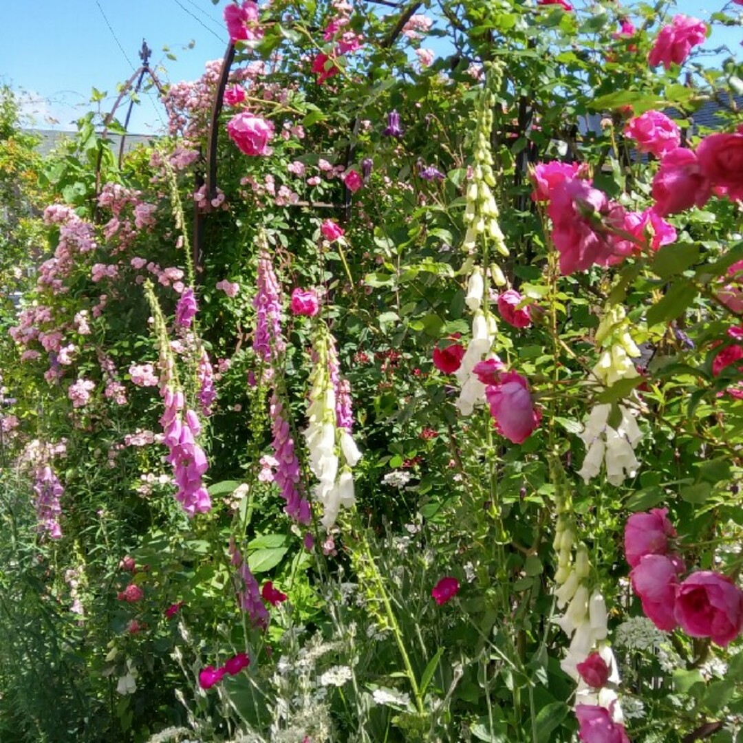 ジキタリス　ニゲラ種セット ハンドメイドのフラワー/ガーデン(その他)の商品写真