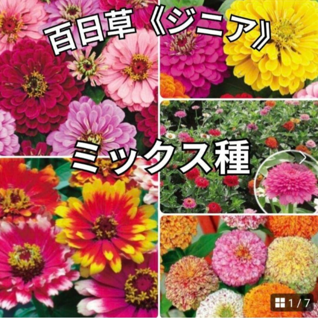 《ミックス種》ジニア《百日草》種 夏から秋まで長く咲いてくれます❁⃘*花の苗 ハンドメイドのフラワー/ガーデン(その他)の商品写真