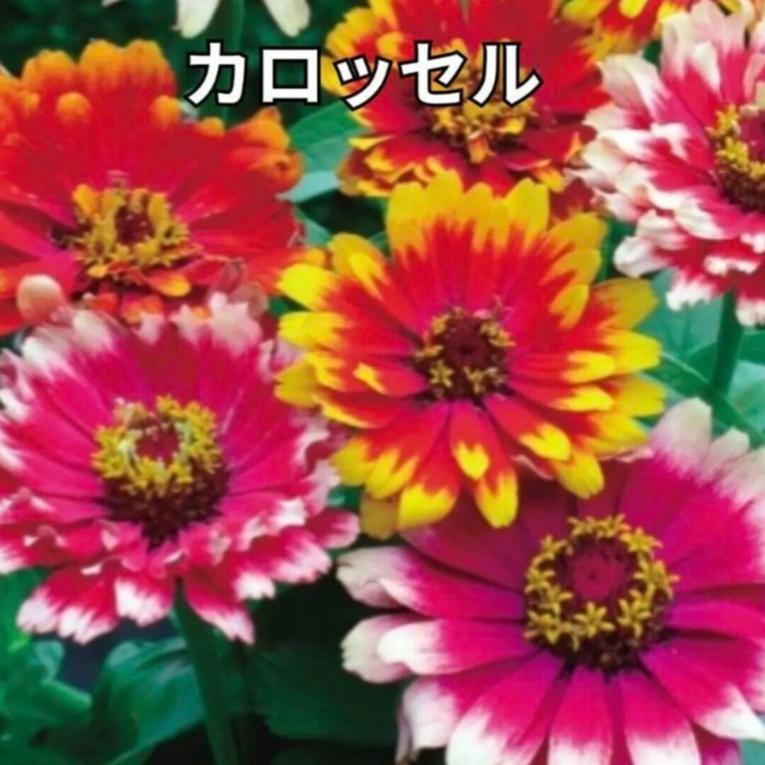 《ミックス種》ジニア《百日草》種 夏から秋まで長く咲いてくれます❁⃘*花の苗 ハンドメイドのフラワー/ガーデン(その他)の商品写真