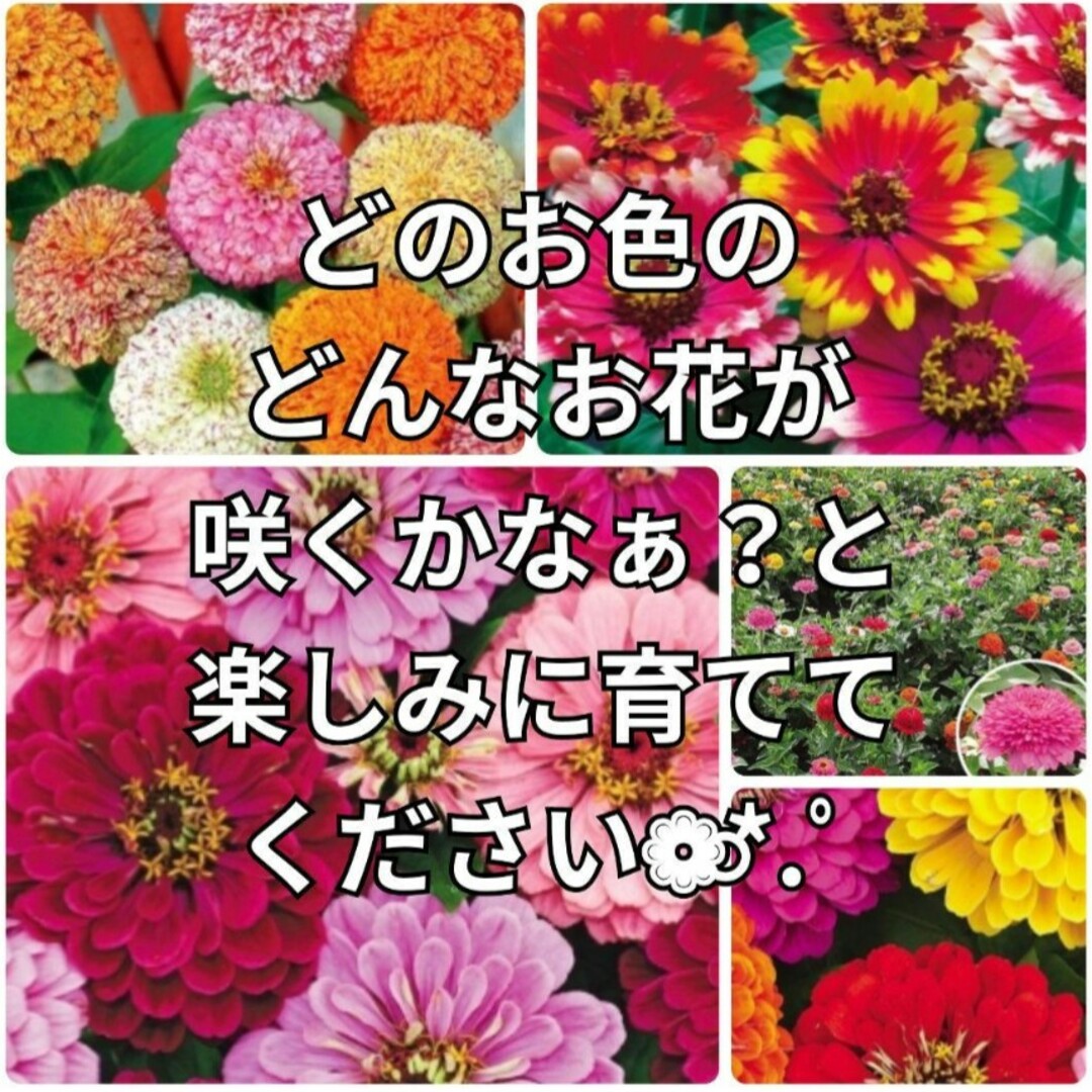 《ミックス種》ジニア《百日草》種 夏から秋まで長く咲いてくれます❁⃘*花の苗 ハンドメイドのフラワー/ガーデン(その他)の商品写真