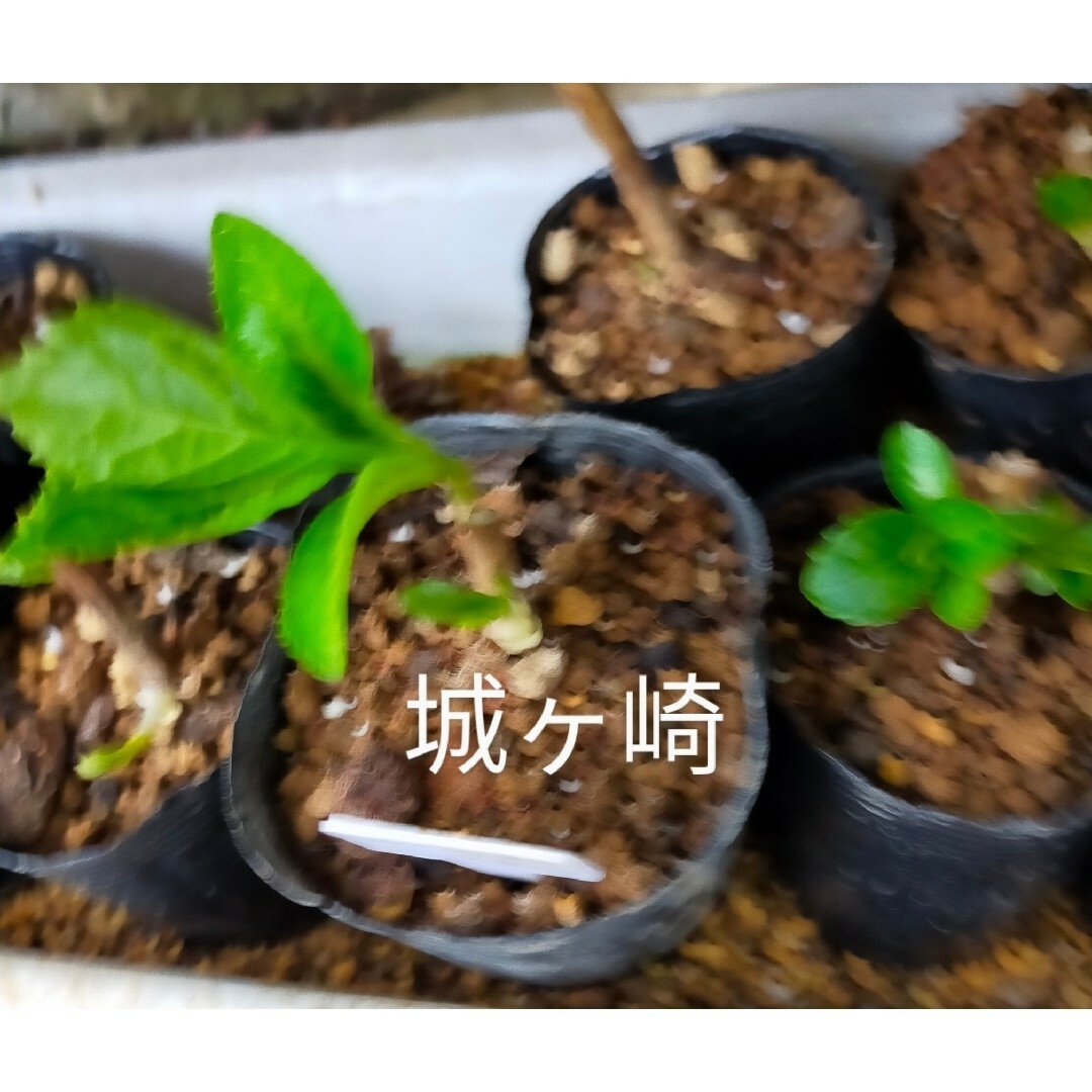 紫陽花城ヶ崎根付き1本（新芽1芽）＋ニゲラの種orポリナゴムの種 ハンドメイドのフラワー/ガーデン(その他)の商品写真