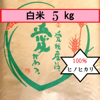 お米　令和5年　愛媛県産ヒノヒカリ　白米　5㎏(米/穀物)