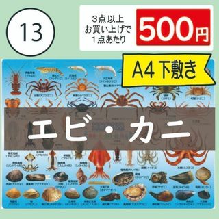 【13番】海産物大全　エビ・カニ・イカ・タコ・貝　下敷き1枚(その他)