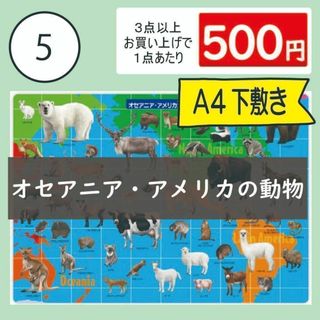 【5番】オセアニア・アメリカ大陸の動物　下敷き1枚　アルパカ・ウォンバット(その他)