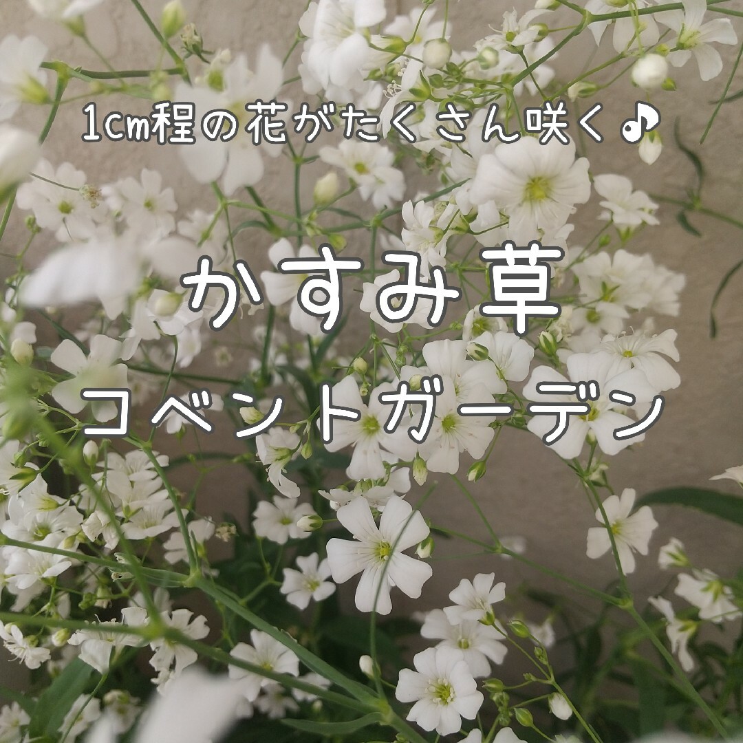 【かすみ草のタネ】100粒 種子 種 コベントガーデン 花 切り花にも ハンドメイドのフラワー/ガーデン(その他)の商品写真